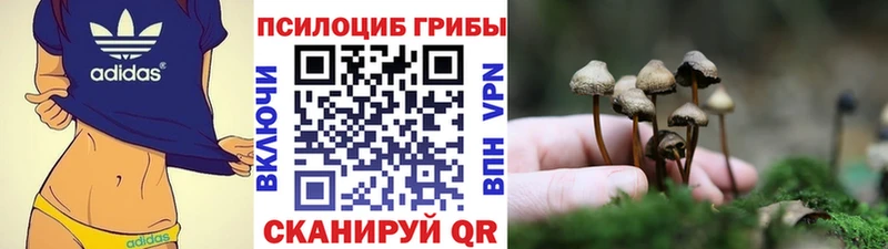 где купить наркоту  Черногорск  Псилоцибиновые грибы мицелий 